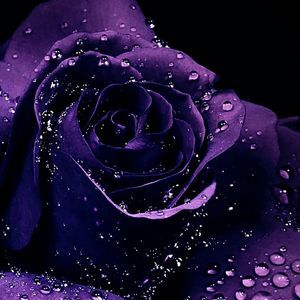 Meet your Posher, Stacy